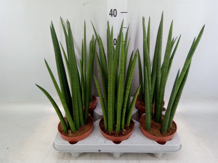 <h4>Sansevieria cyl.  ...</h4>