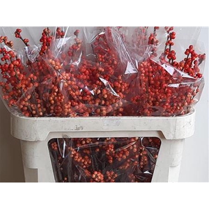 ILEX VE OUDIJ ORANGE