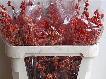 <h4>ILEX VE OUDIJ ORANGE</h4>