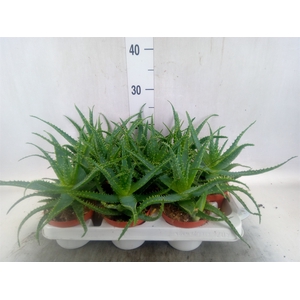 Aloe arborescens