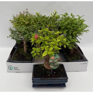 Bonsai Gem
