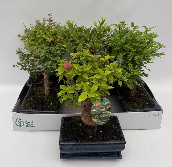<h4>Bonsai Gem</h4>