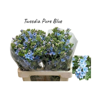 OXY CO TAN PURE BLU