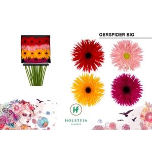 Gerbera Spider Mix Spider Diamond Per Kaart