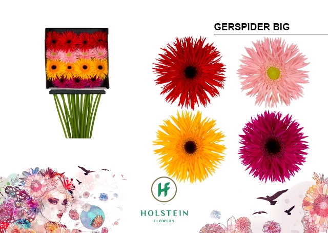 <h4>Gerbera Spider Mix Spider Diamond Per Kaart</h4>