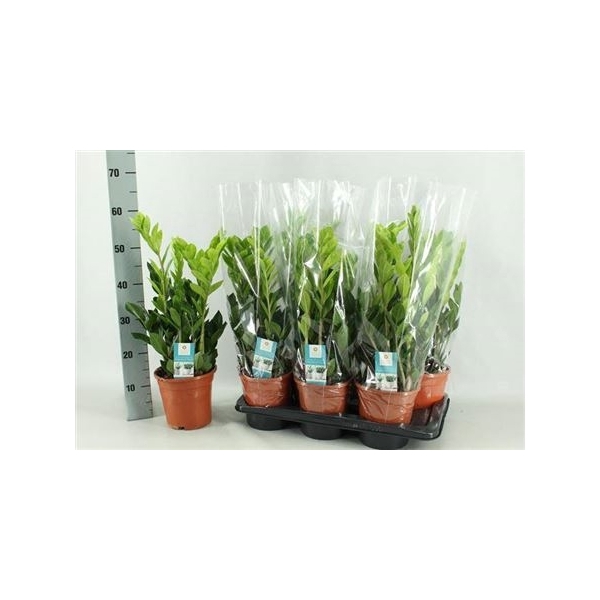 <h4>Zamio Zamiifolia 6+</h4>