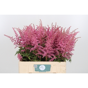 Astilbe Anita Pfeifer