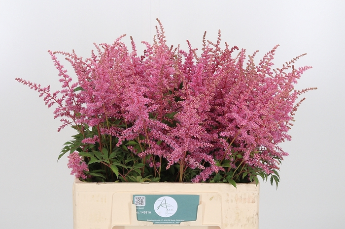 <h4>Astilbe Anita Pfeifer</h4>