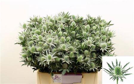 <h4>Eryngium Sirius Qstar White 40cm</h4>