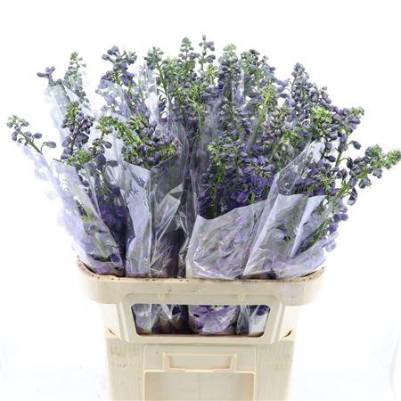 <h4>Delph double Paars</h4>