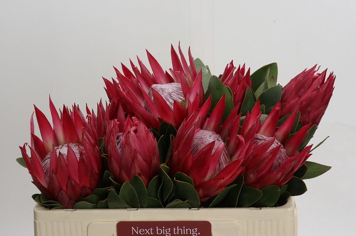 <h4>Protea Cynaroides Madiba</h4>