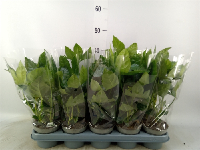 <h4>Fatsia japonica   ...</h4>