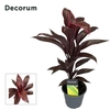 Cordyline Mambo 12 cm ( Decorum )