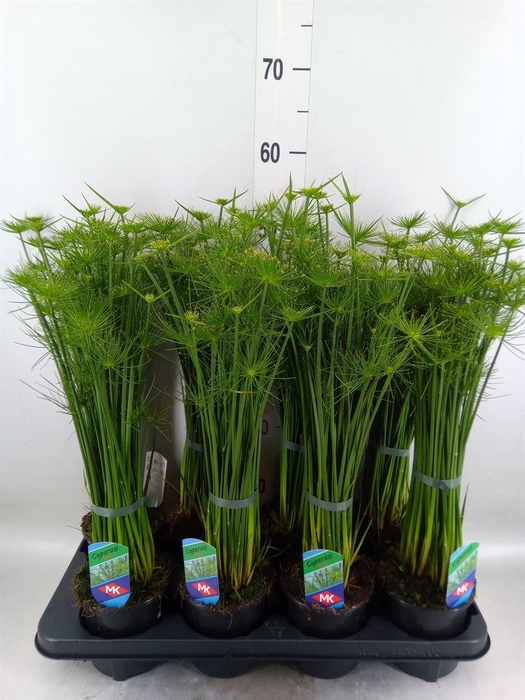 <h4>Cyperus haspan</h4>