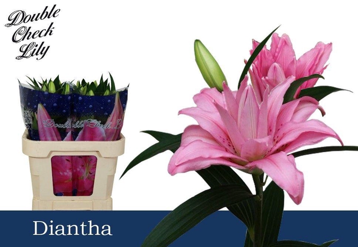 <h4>LI OR DIANTHA 3+</h4>