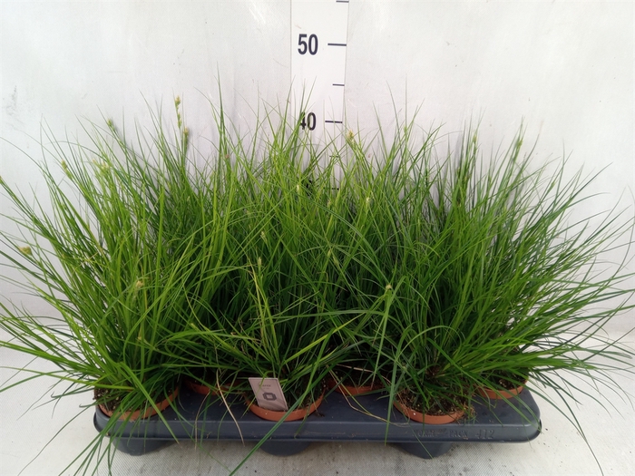 Carex brunnea