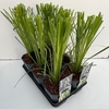Cortaderia selloana