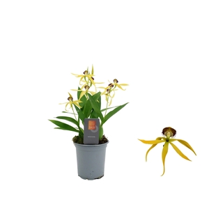 Inca Cochleata Encyclia 'Tarantula Yellow' 9cm