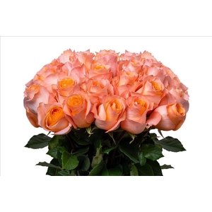 Rosa ec coral reef