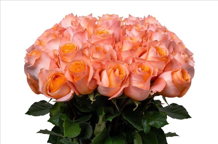 <h4>Rosa ec coral reef</h4>
