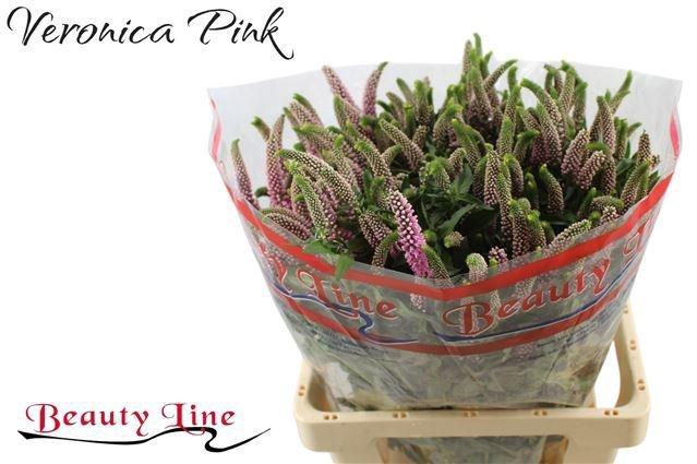 <h4>VERON L SKYLER PINK</h4>