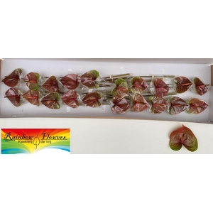 ANTH A EXQUISI QUEEN