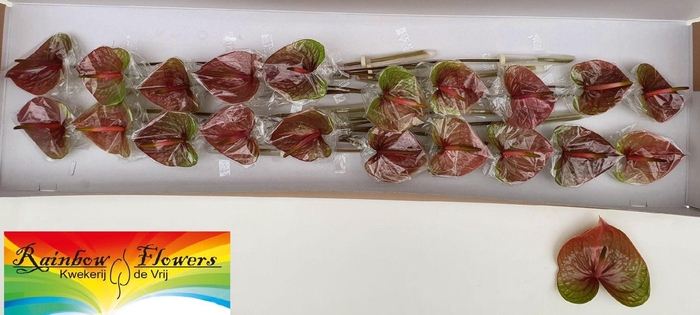 <h4>ANTH A EXQUISI QUEEN</h4>