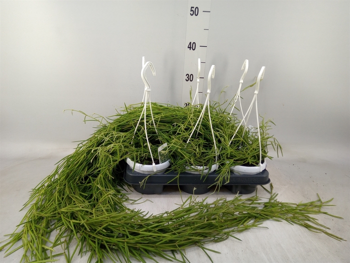 <h4>Hoya linearis</h4>
