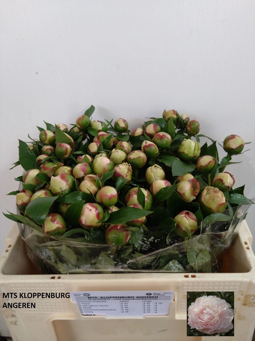 <h4>PAEONIA ALERTIE</h4>