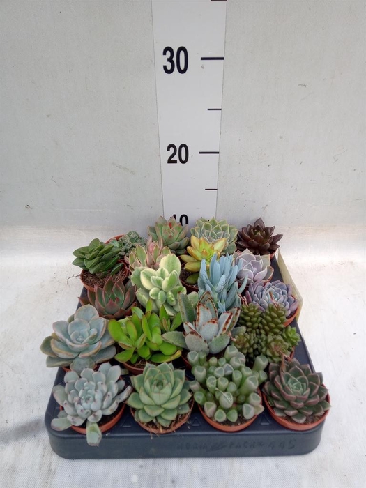 <h4>Succulents   ...</h4>