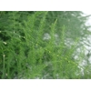 ASP PLUMOSUS SPUNTONI 50 ST