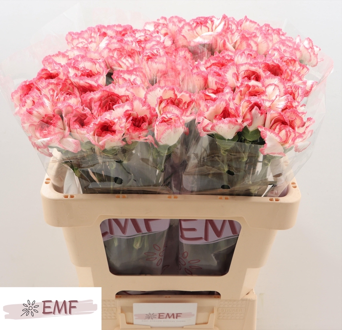 <h4>DI ST BACARAT PINK</h4>