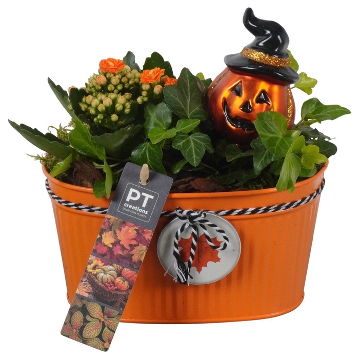 <h4>Arr.    Planten  L%</h4>