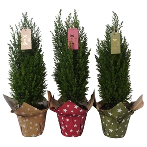 PTK25205 Ellwoodii in papieren potcover mix met decoratie