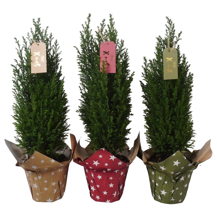 <h4>PTK25205 Ellwoodii in papieren potcover mix met decoratie</h4>