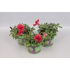 Petunia Red