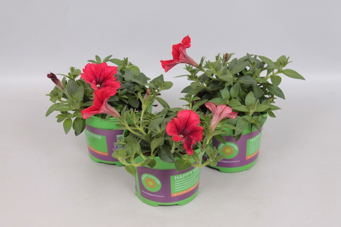 Petunia Red