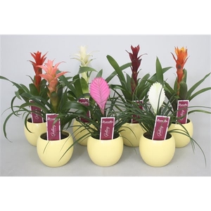 Bromelia gemengd in gele bolpot