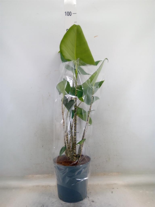 <h4>Alocasia zebrina</h4>
