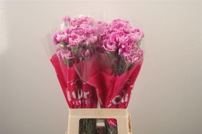 <h4>Di St Yukari Dark</h4>