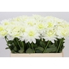 Dahlia Karma M. Zwaan