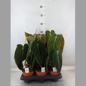 Philodendron melanochrysum