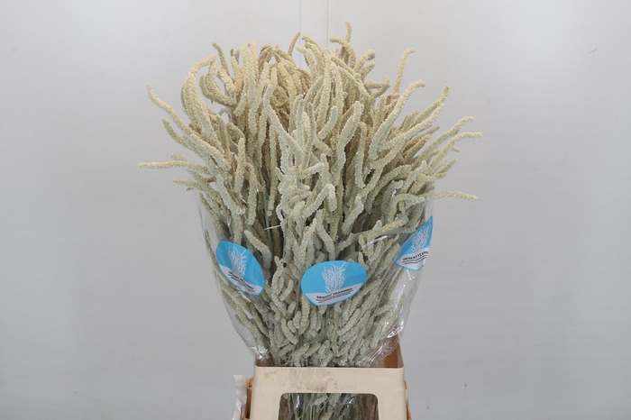 <h4>Amaranthus Yearming Desert</h4>