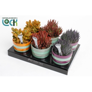 Succulenten mix MakeUpz in keramiek