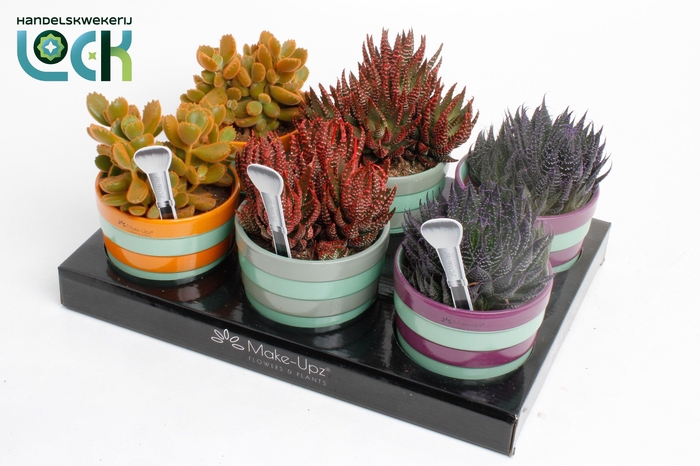 <h4>Succulenten mix MakeUpz in keramiek</h4>