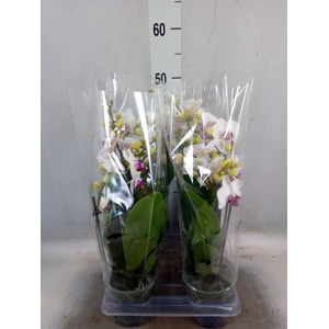 Phalaenopsis multi. 'FC Safe Haven'