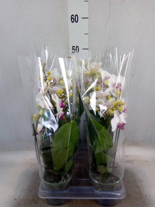 <h4>Phalaenopsis multi. 'FC Safe Haven'</h4>