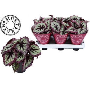 Bladbegonia Rex Fireworks Must Have