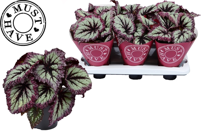 <h4>Bladbegonia Rex Fireworks Must Have</h4>