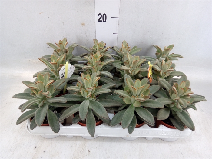 <h4>Kalanchoe NF tomentosa</h4>